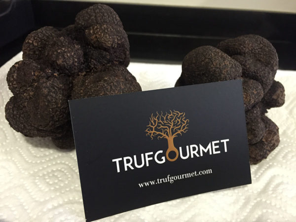 Trufa negra Tuber melanosporum