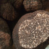 Trufa negra Tuber melanosporum
