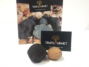 Trufa negra Tuber melanosporum