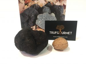 Trufa negra Tuber melanosporum