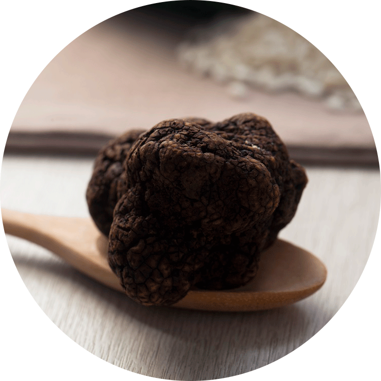 Trufgourmet trufa negra