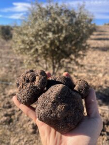 Recolección de trufa negra ecológica en las plantaciones de Trufgourmet en Soria.