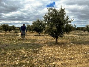 Una de las plantaciones de trufa ecológica de Trufgourmet en Soria.
