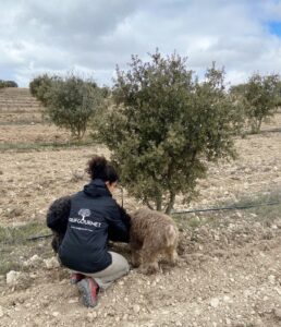 Plantación de Trufgourmet de trufa negra ecológica en Soria.
