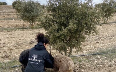 Trufgourmet certifica como ecológica su producción de trufa negra