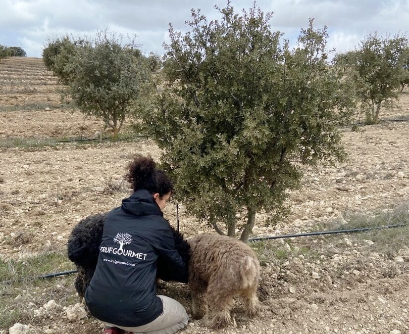 Trufgourmet certifies its black truffle production as organic